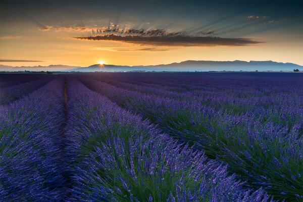 Lavendelblüten wachsen bei Sonnenuntergang im Feld