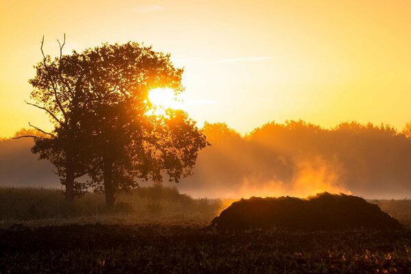 At dawn there is a tree and fog in the field