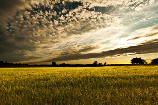 A ruddy sunset over a golden field