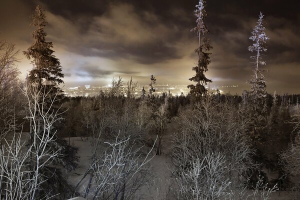 It s a frosty night and the trees are covered with frost