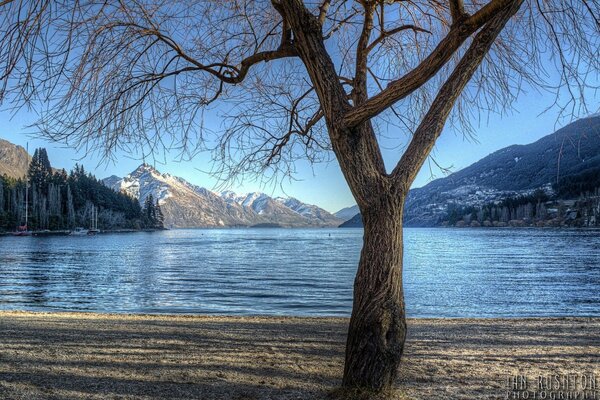 Mountain landscape with lake and tree