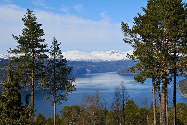 Kiefern unter den schneebedeckten norwegischen Fjorden