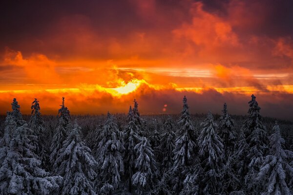 Coucher de soleil d hiver dans le ciel pourpre de la forêt