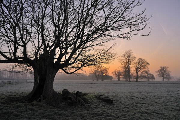 Ein Baum, der im Nebel auf einem Feld wächst