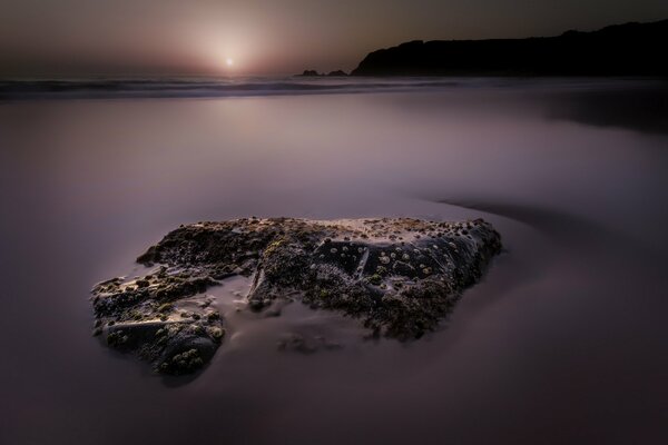 Algues et gouttes sur la surface de la mer le matin