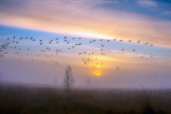 Migratory birds on the background of a foggy autumn sky