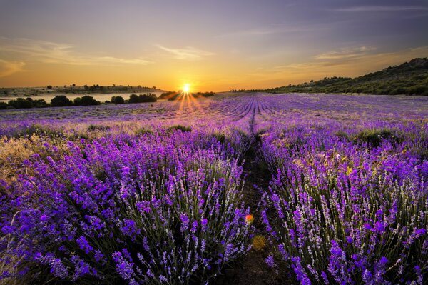 Paysage fleur de champ de lavande