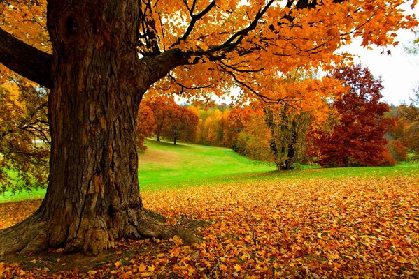 Forêt jaune colorée d automne