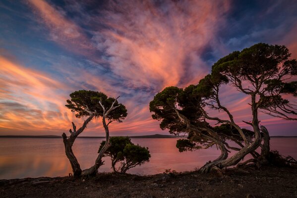 Dancing trees under the evening sky