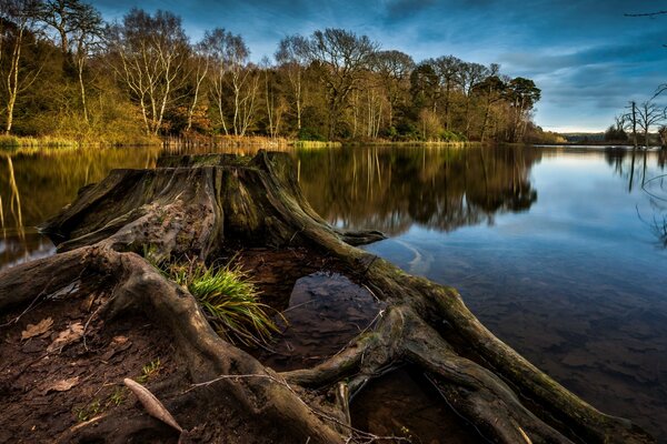 A peaceful lake with trees