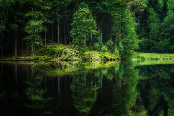 Lago limpido nella foresta verde