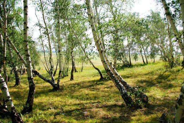 Summer landscape and green birches