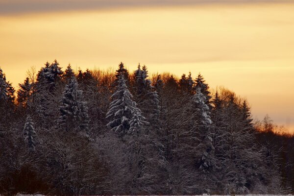 Snow-covered fir trees in the sunset