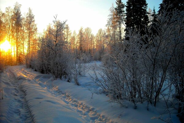 Dämmerung im Winter verschneiten Wald