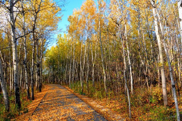 Herbstpark. Gelbe Blätter auf der Birke