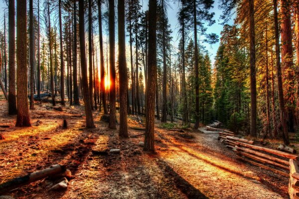 Bosque colorido durante el amanecer