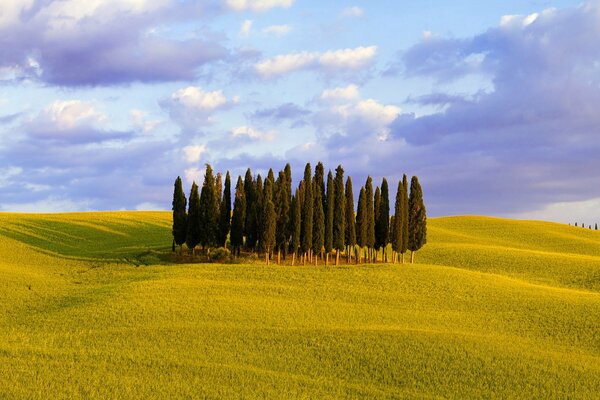 Nel campo sull erba verde crescono alberi