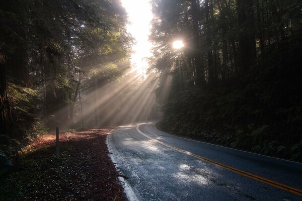 Camino en un bosque sombreado