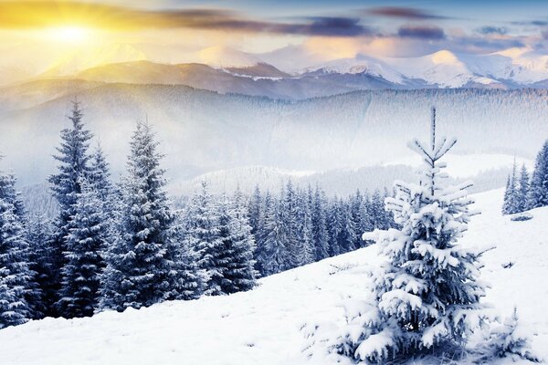 Snow tree in the sun