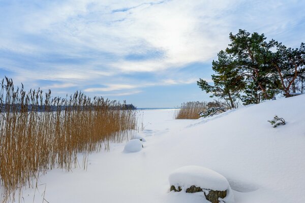 Reeds covered with snow on the shore