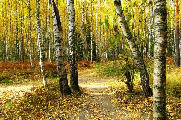 Sendero en abedul Grove en otoño