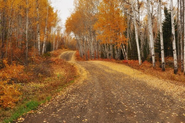 Paysage d automne avec une longue route