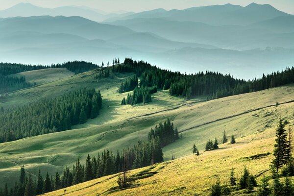 Campos y bosques orgullo de los Cárpatos ucranianos