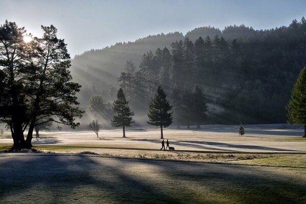 Trees illuminated by the early morning sun