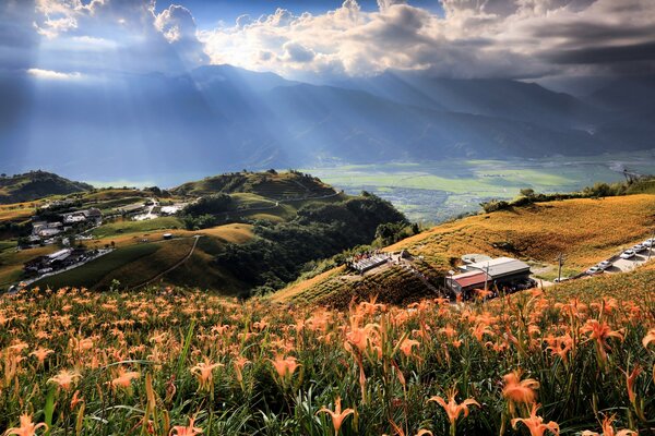 Bellissimi fiori gialli crescono sulle colline e in lontananza a casa