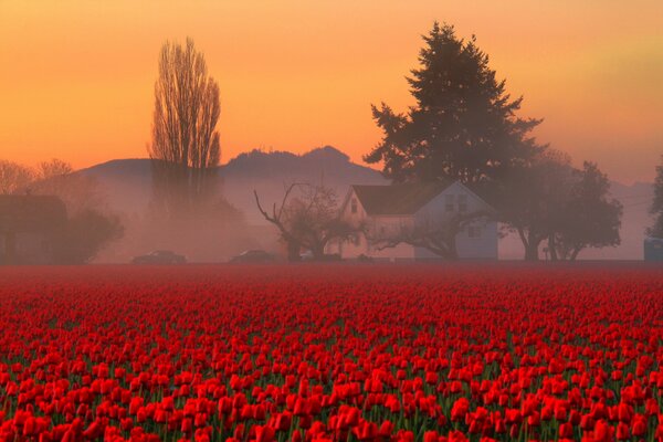 Ein Feld von roten Blumen, ein einsames Haus im Feld