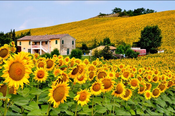 Tal der großen gelben Sonnenblumen