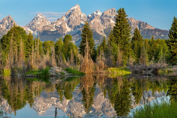 Riflessione degli alberi in un lago di montagna