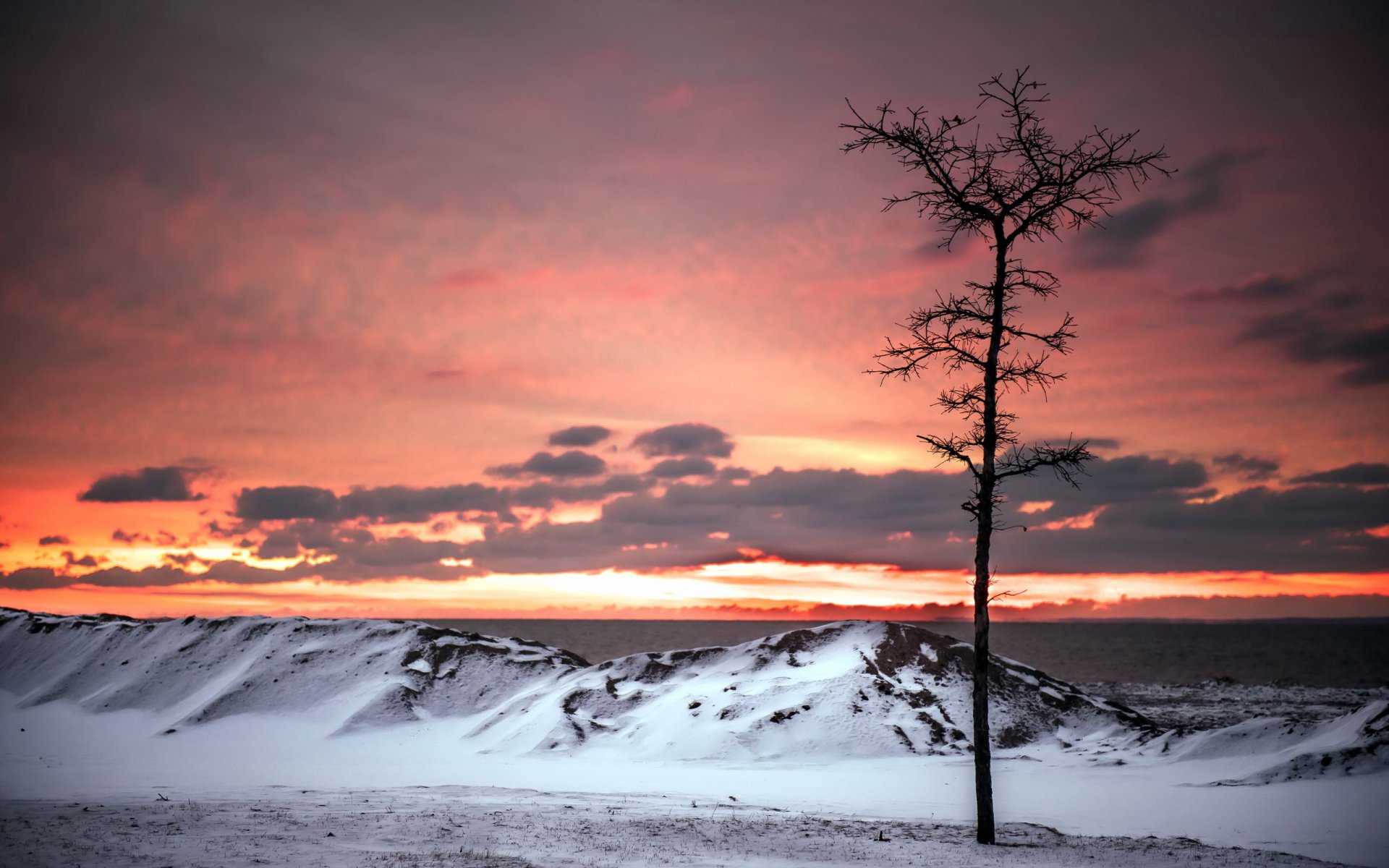 albero tramonto mare