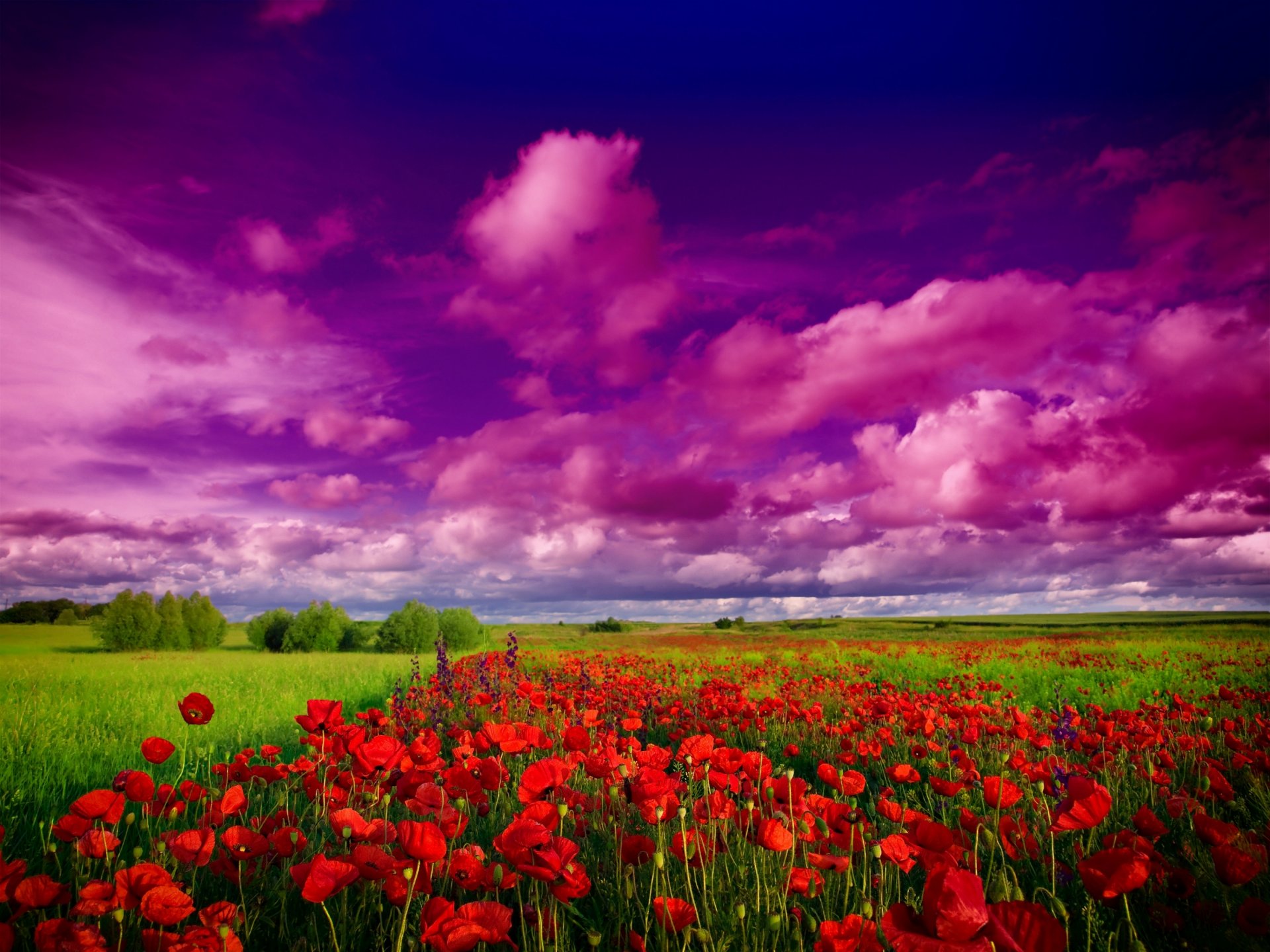 natur himmel wolken feld bäume blumen mohnblumen feldblumen