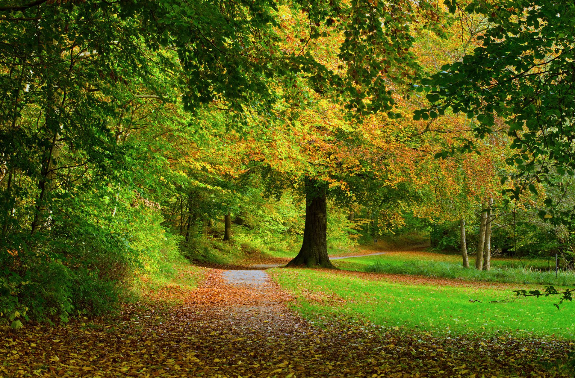 wald straße bäume blätter herbst natur