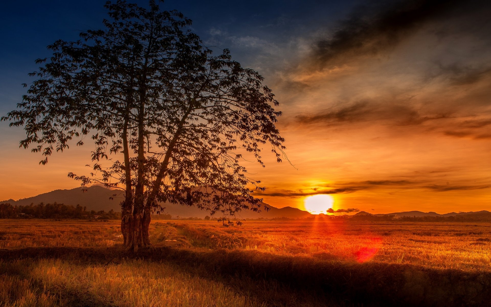 malaisie coucher de soleil arbre champ