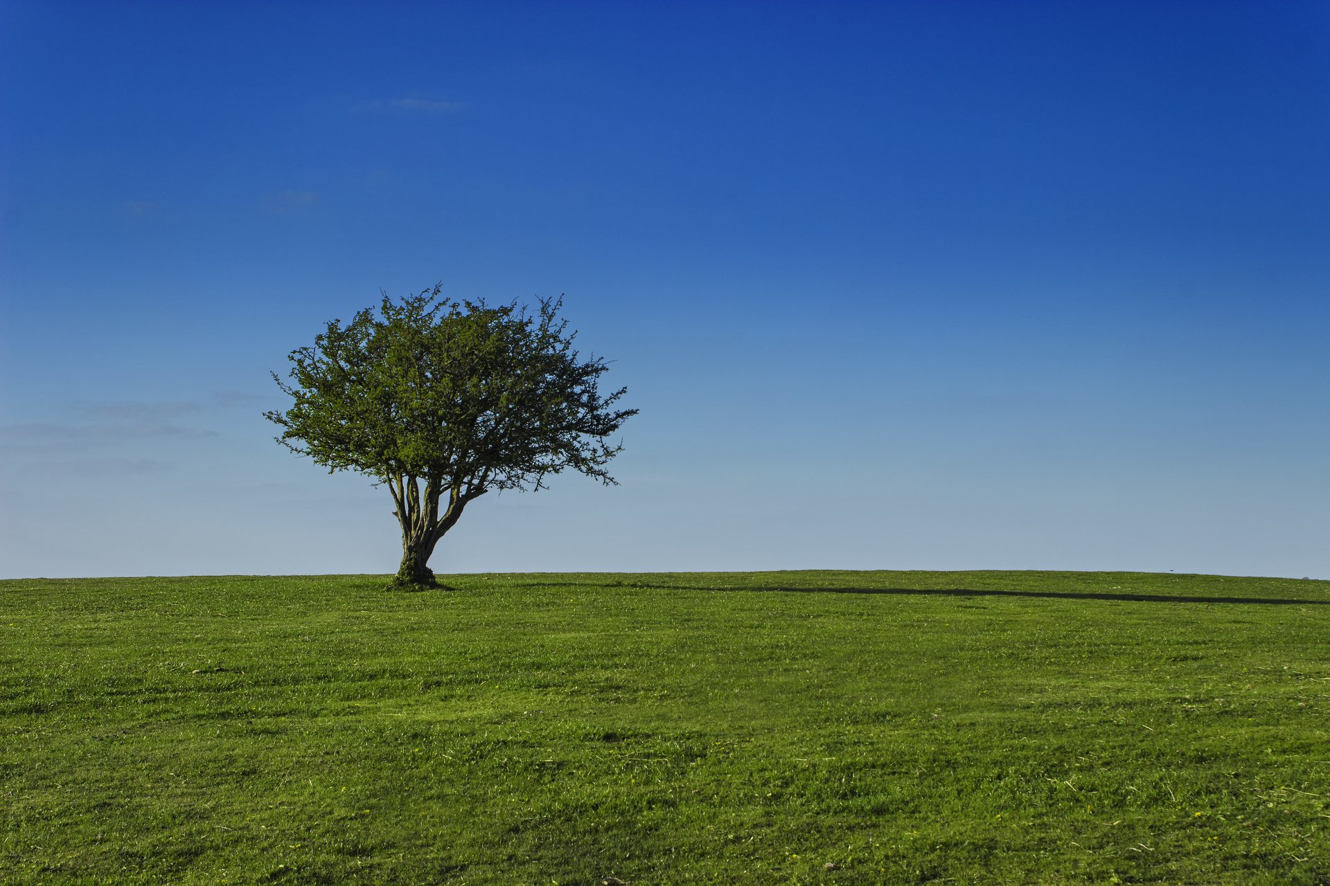 feld himmel baum gras krone sonnig