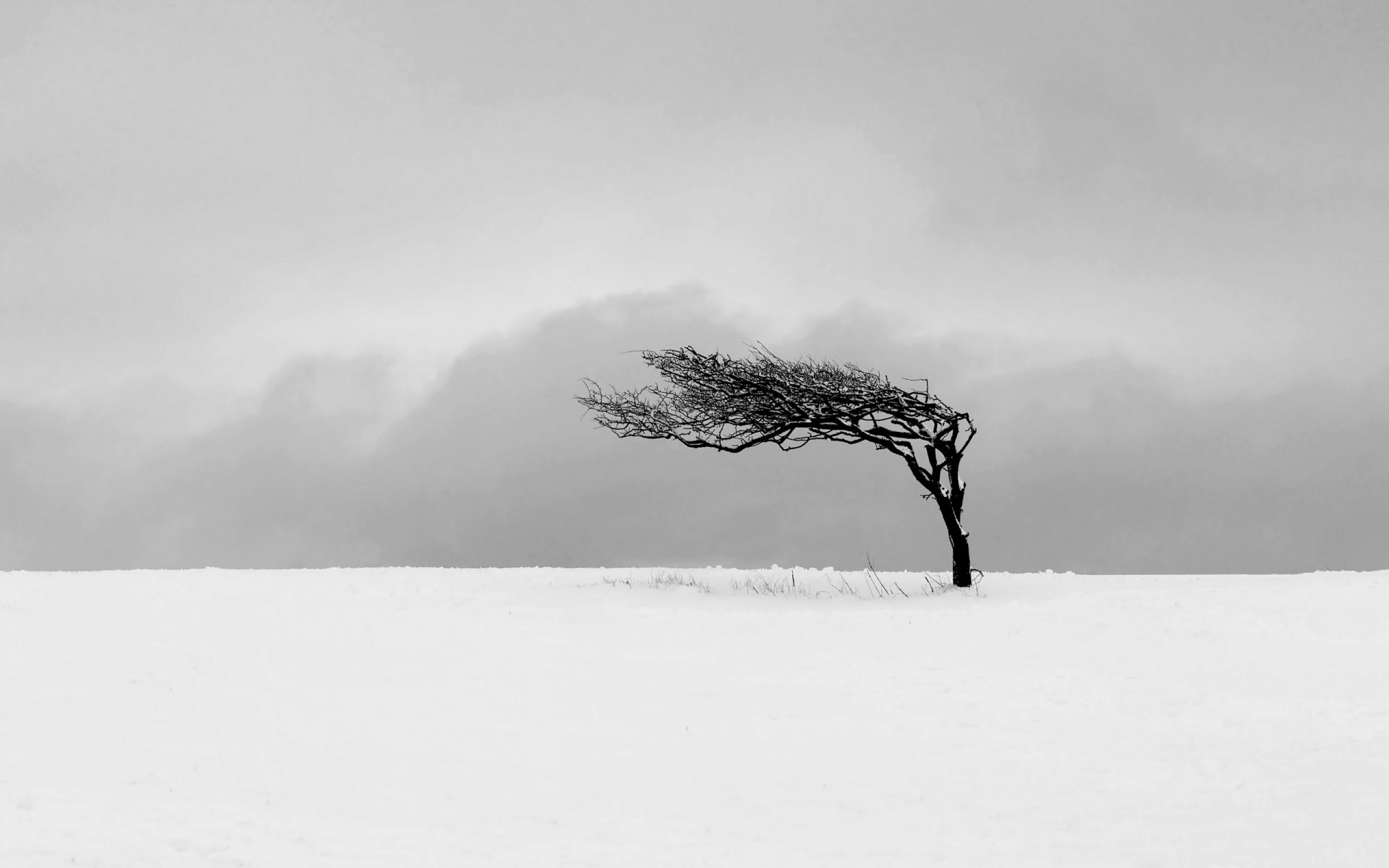 feld baum winter landschaft