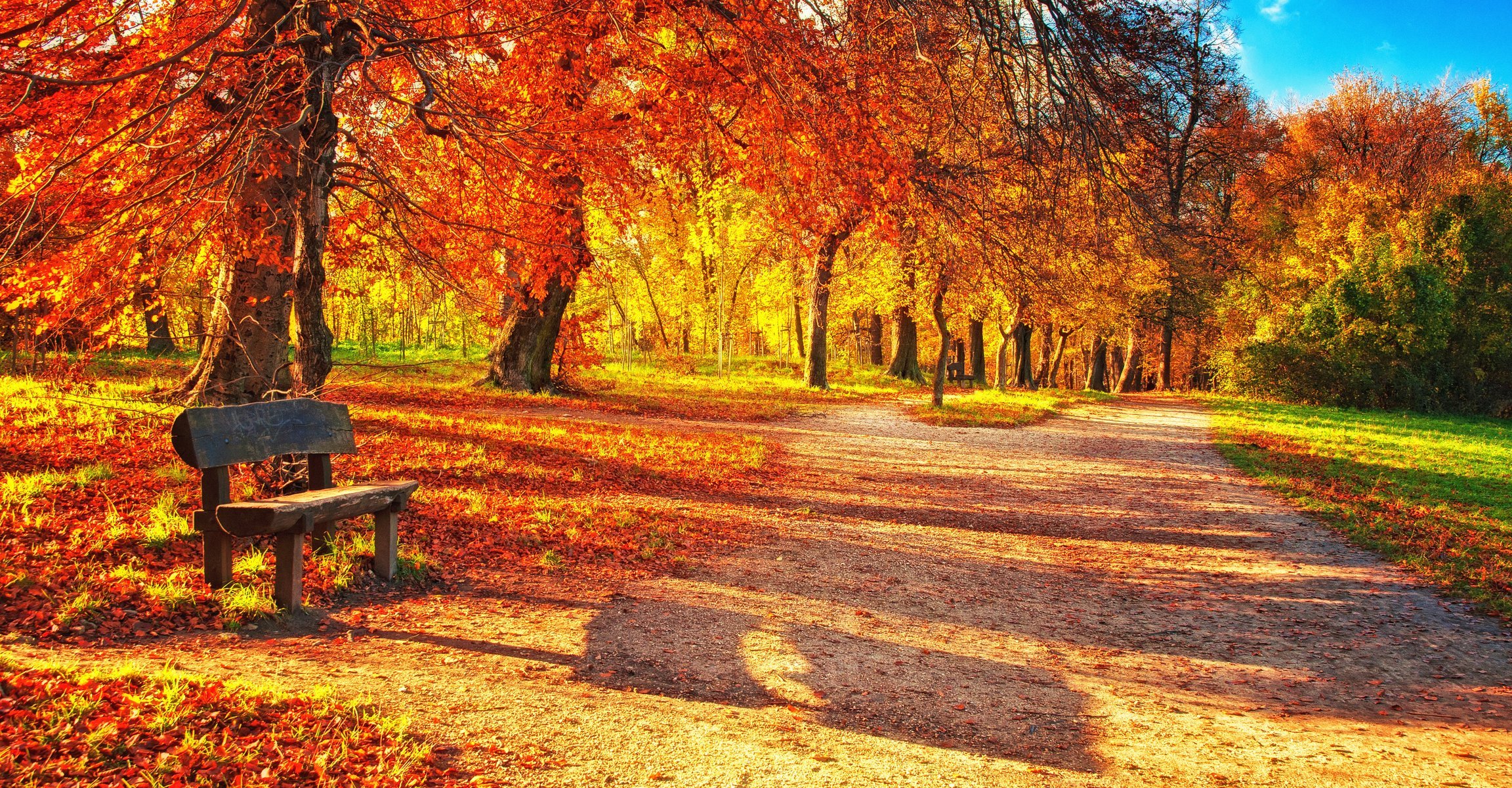 autumn park drzewa liście natura krajobraz stoisko piękne ławka