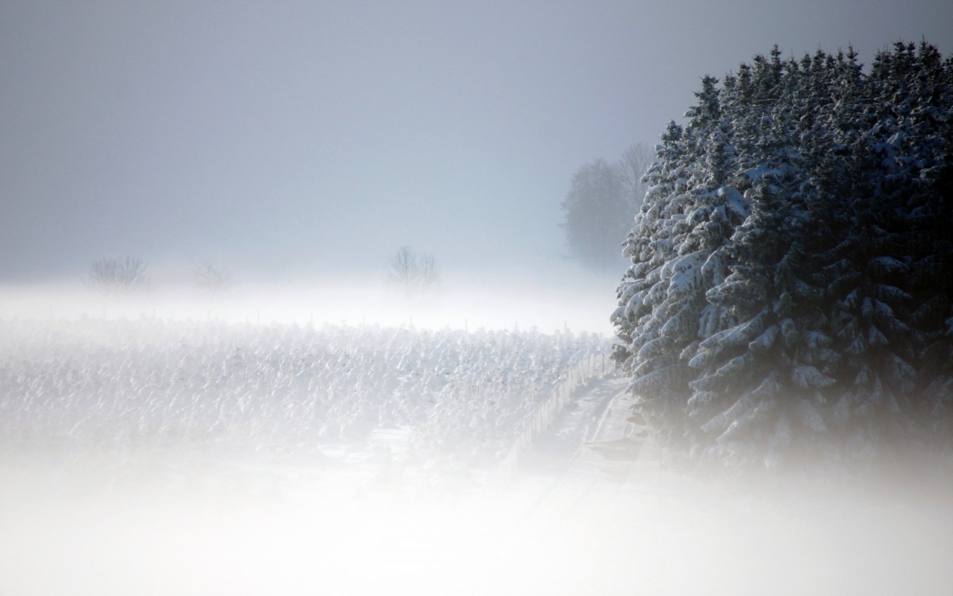 nebel schnee landschaft