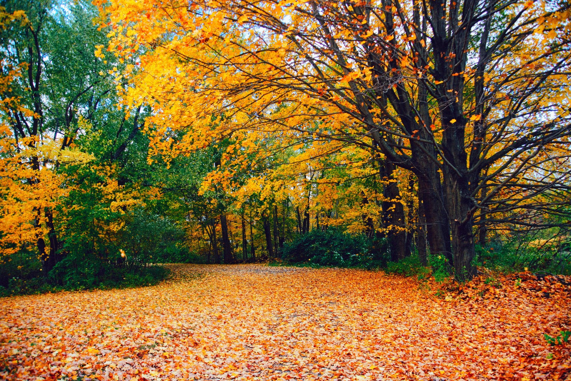 naturaleza bosque parque árboles hojas colorido camino otoño caída colores paseo