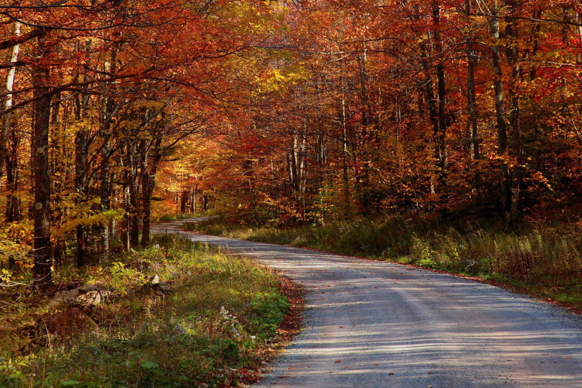 autunno strada foresta natura foto