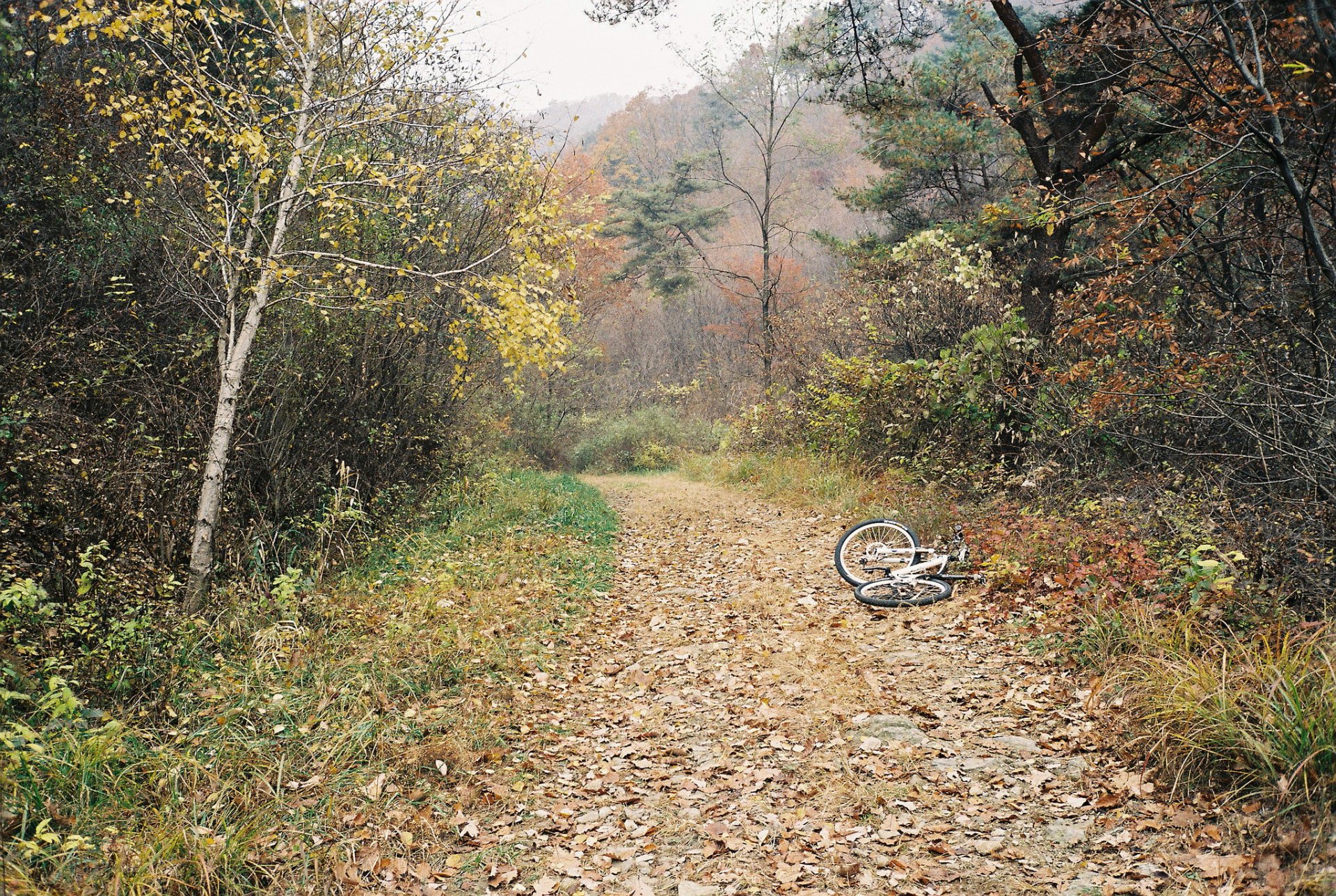 autumn forest tree fog track bike