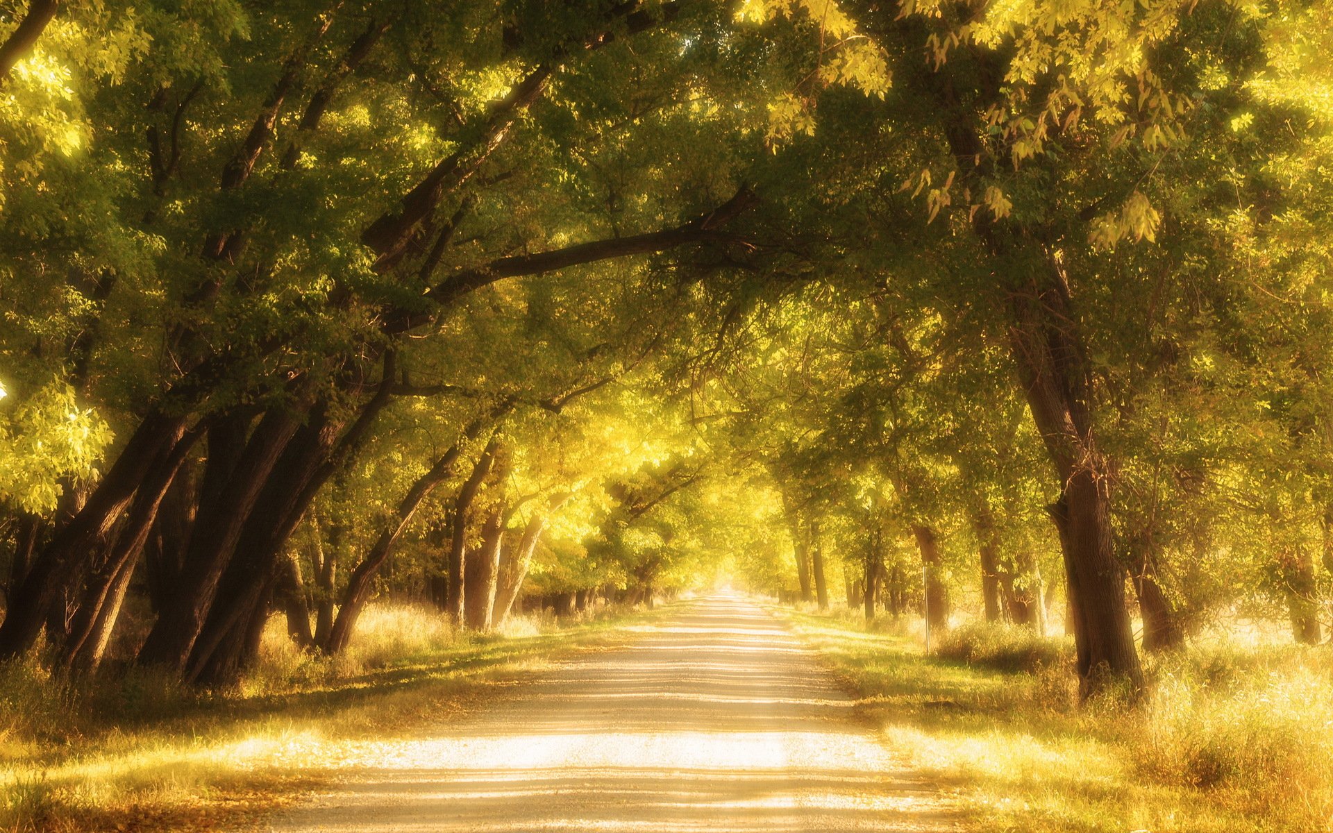 strade dell oro strada autunno