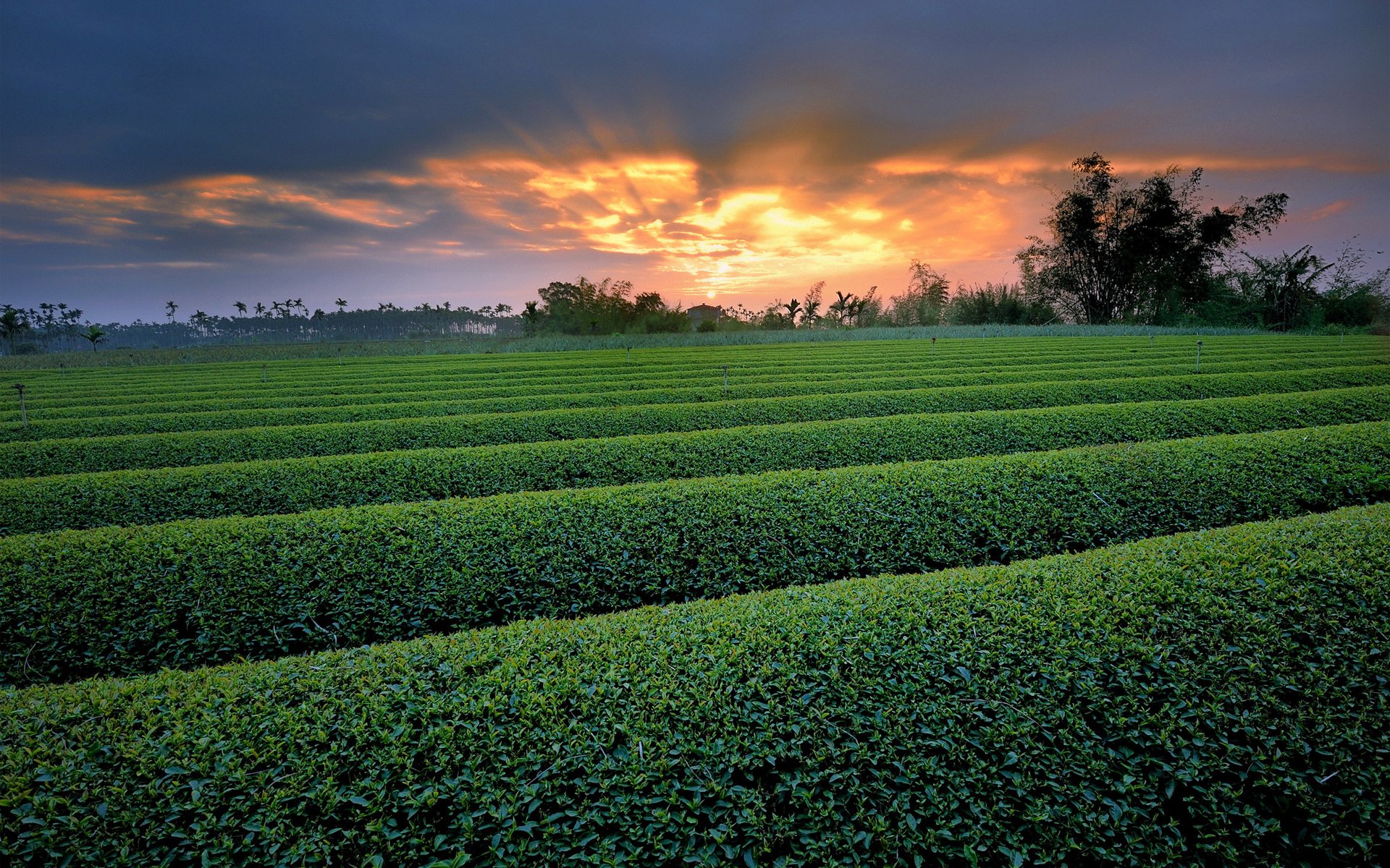 natura campo cespugli vegetazione tramonto file alberi