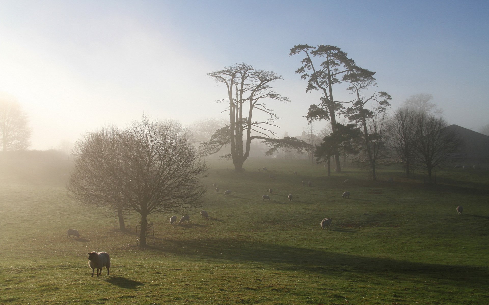 campo pecore mattina nebbia