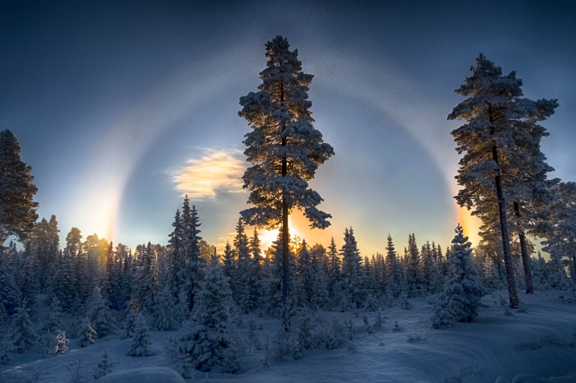 las zima śnieg sosny natura halo