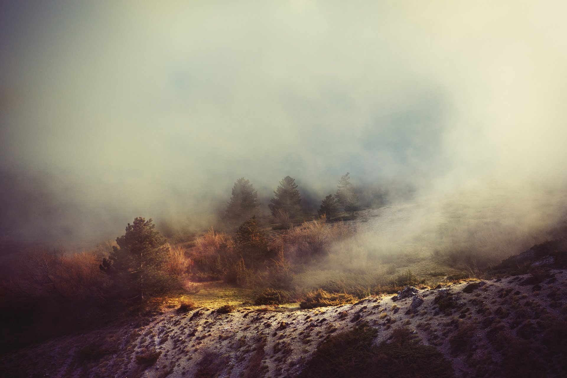 arbres colline brouillard brume voile