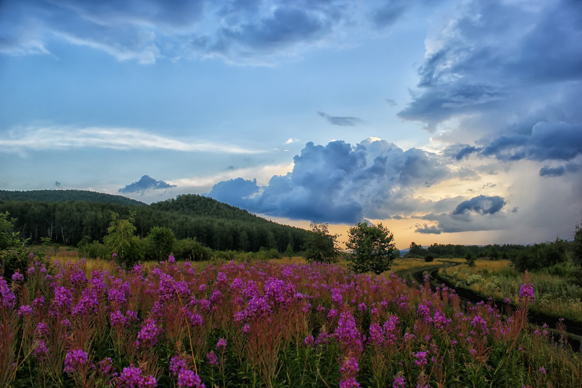 landscape nature the field willow-herb hill sky clouds road