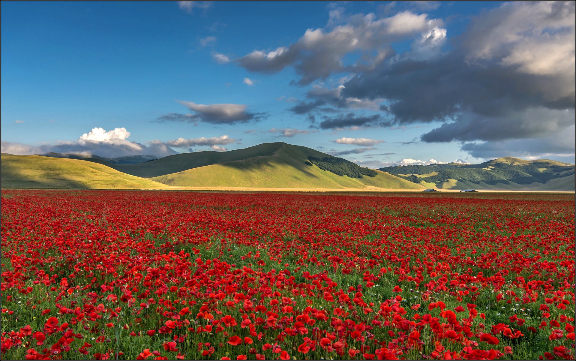 ky clouds mountain the field flower poppie